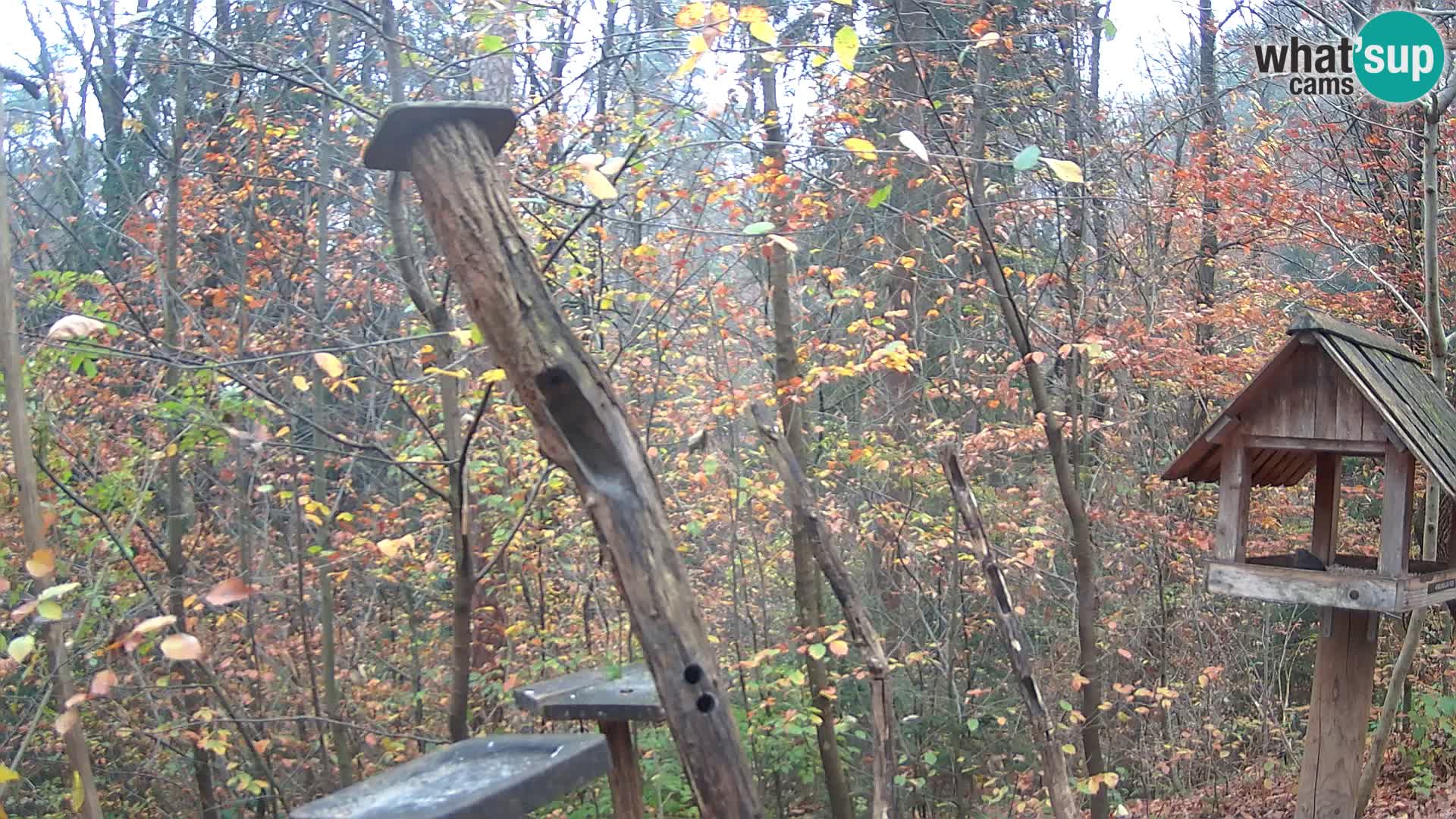 Mangiatoie per uccelli allo ZOO di Lubiana livecam