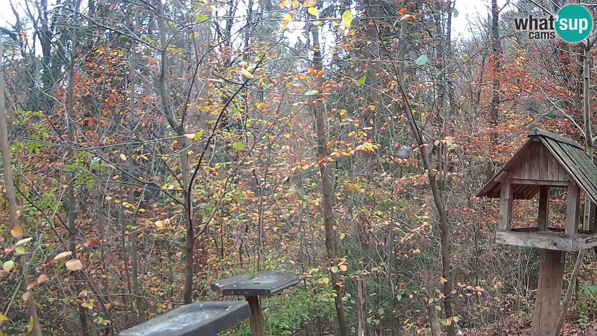 Krmilnice za ptiče v ZOO Ljubljana spletna kamera