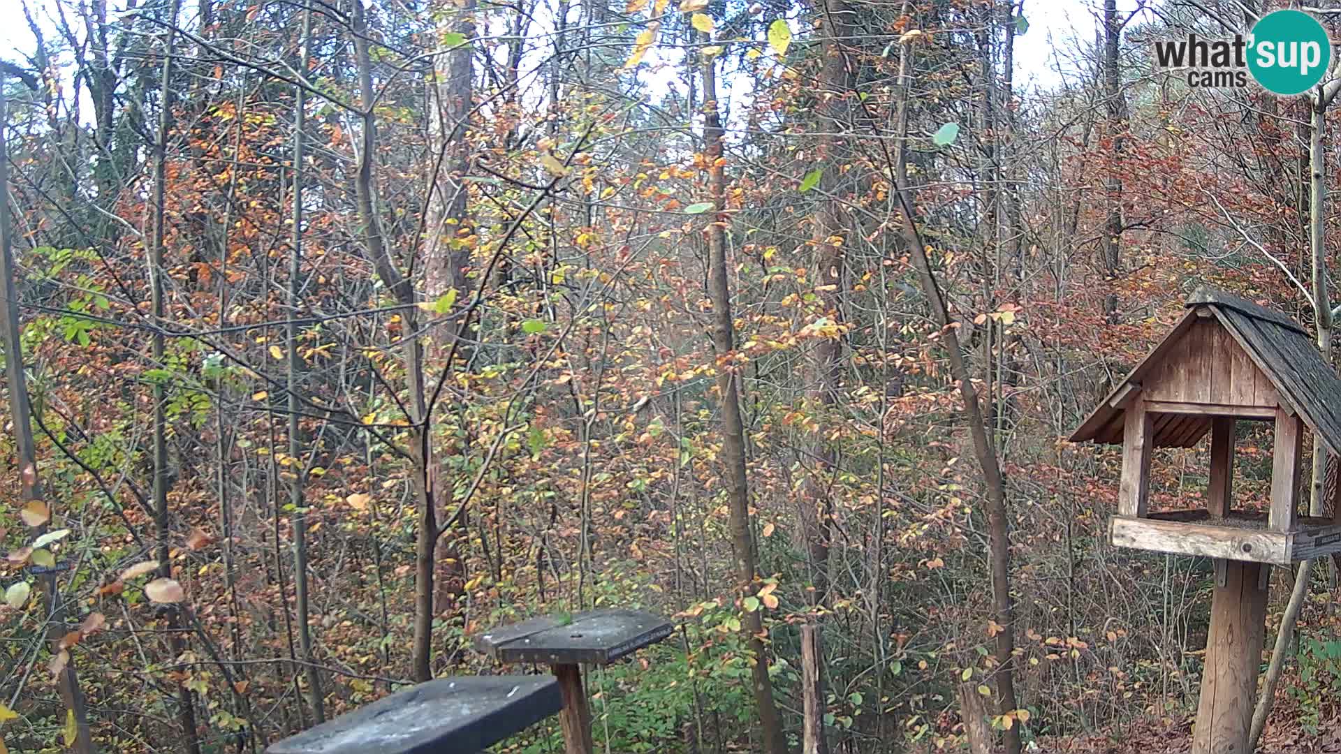 Bird feeders at ZOO Ljubljana webcam