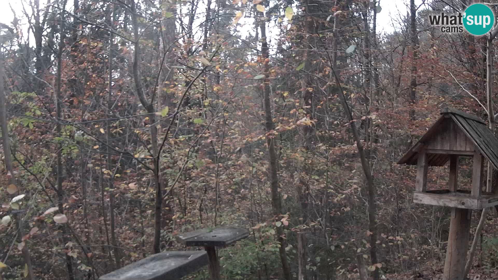 Krmilnice za ptiče v ZOO Ljubljana spletna kamera