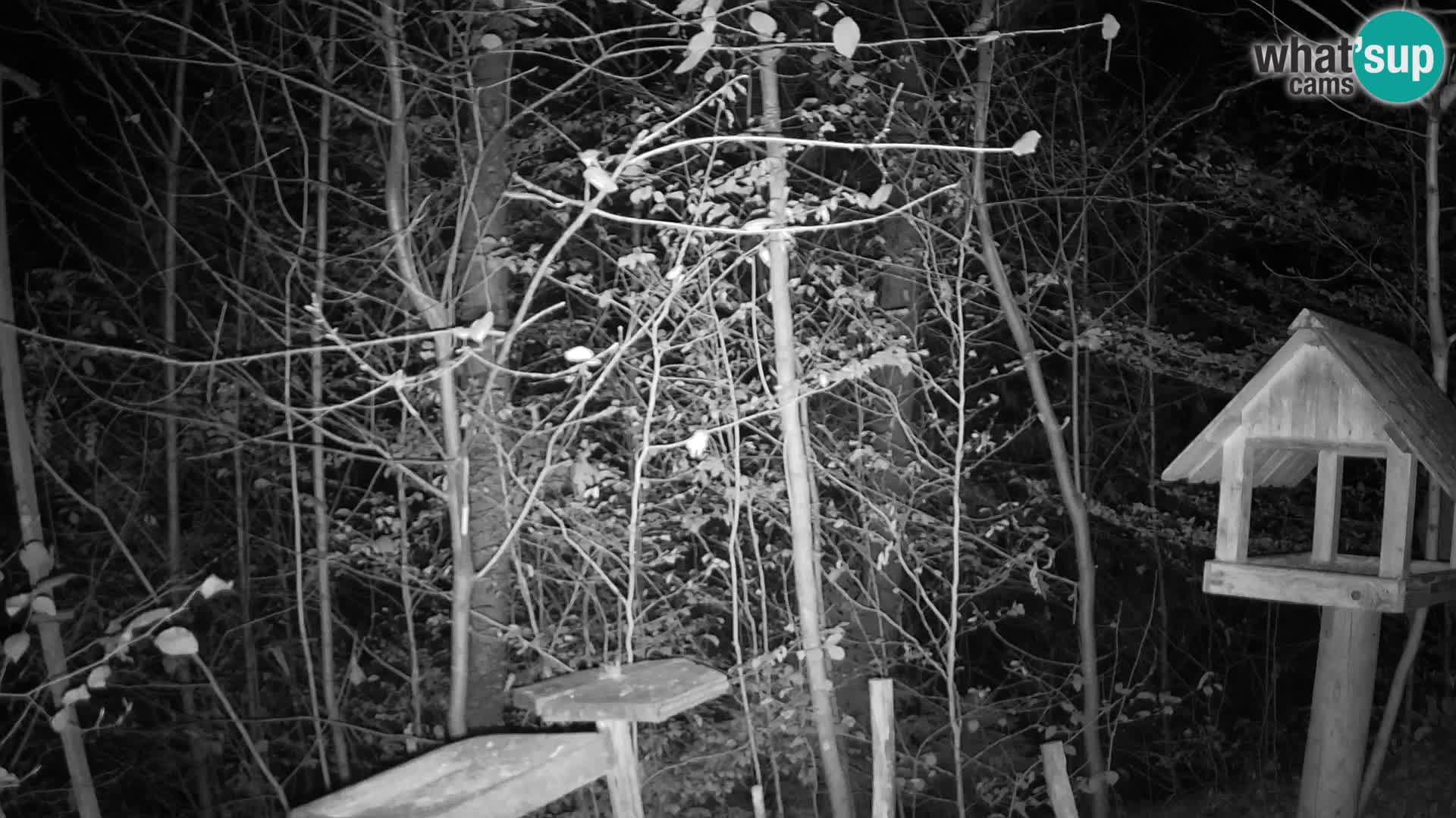 Mangeoires pour oiseaux au ZOO live webcam Ljubljana