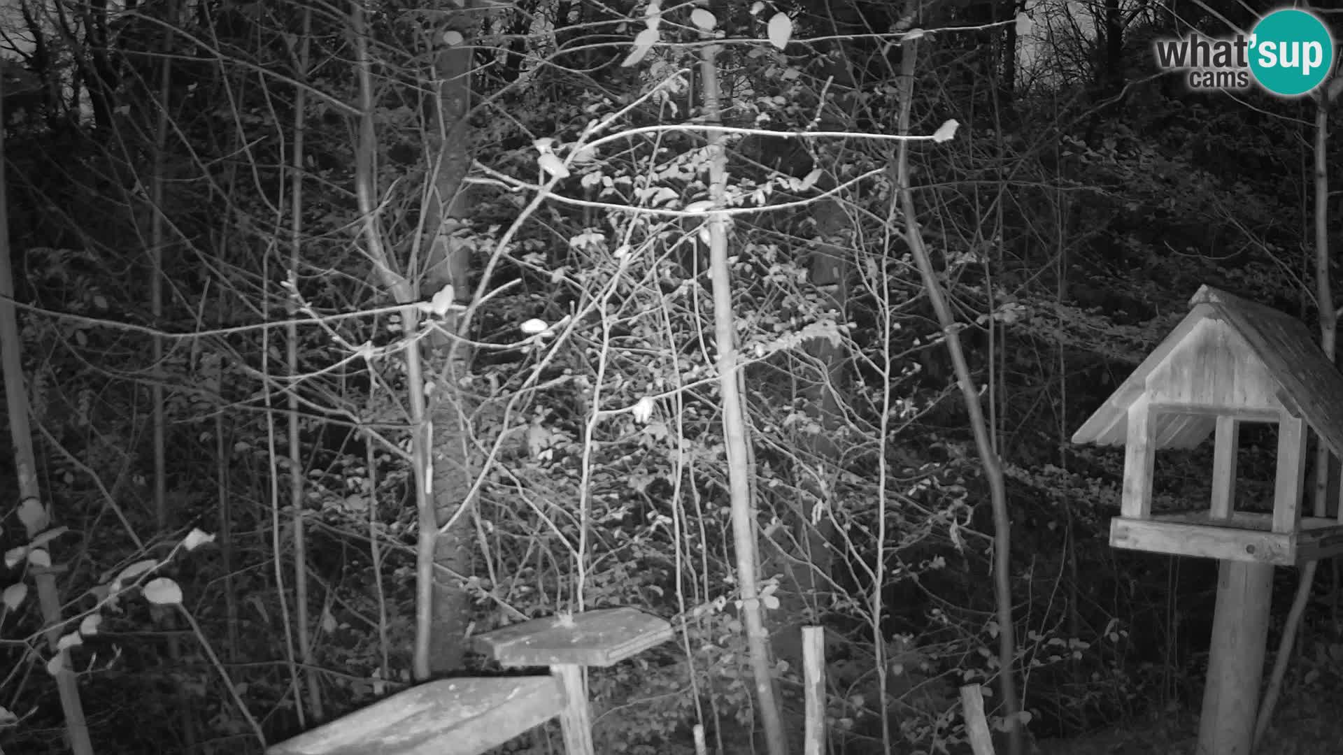 Comederos para pájaros en ZOO Ljubljana camera en vivo
