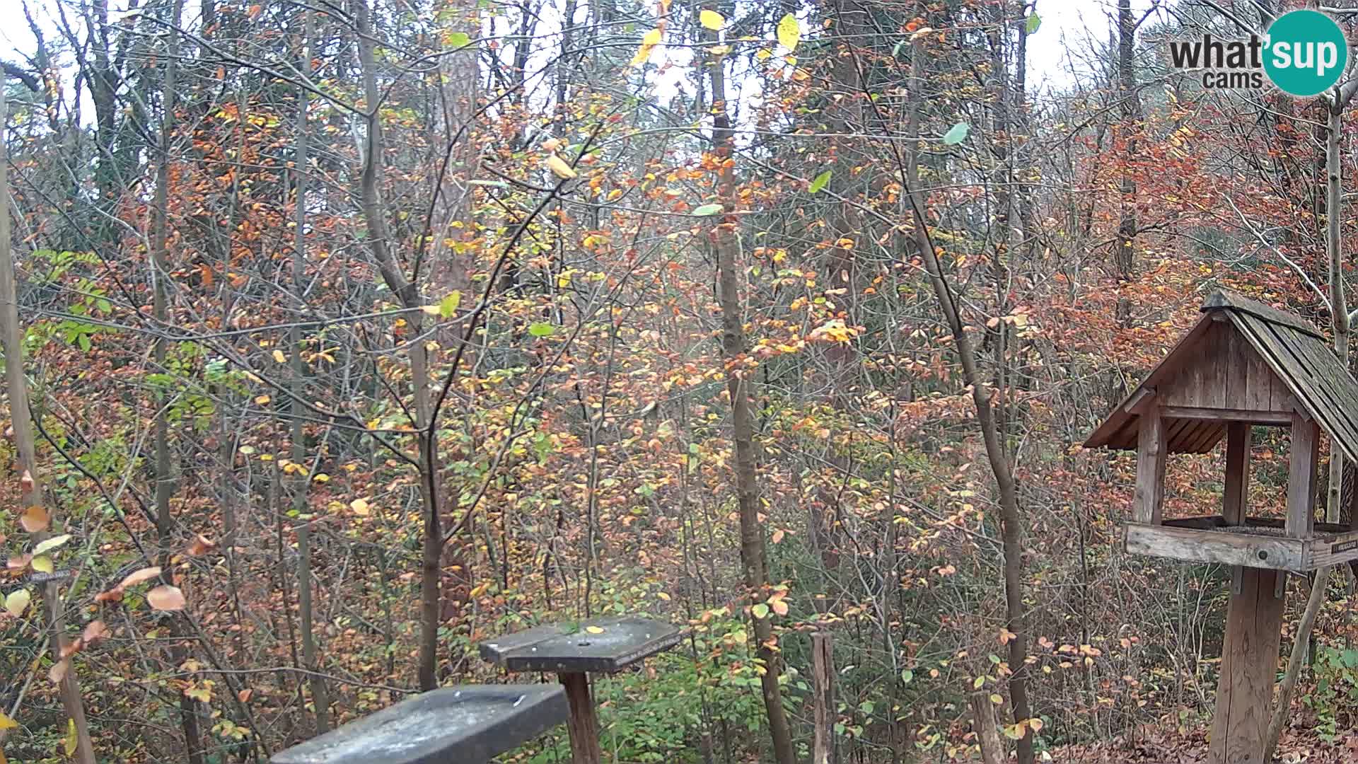 Vogelfutterhäuschen im ZOO webcam Ljubljana