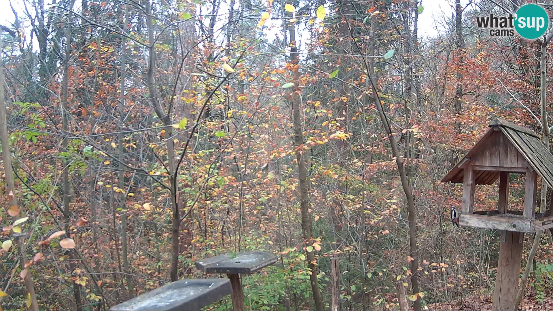 Comederos para pájaros en ZOO Ljubljana camera en vivo