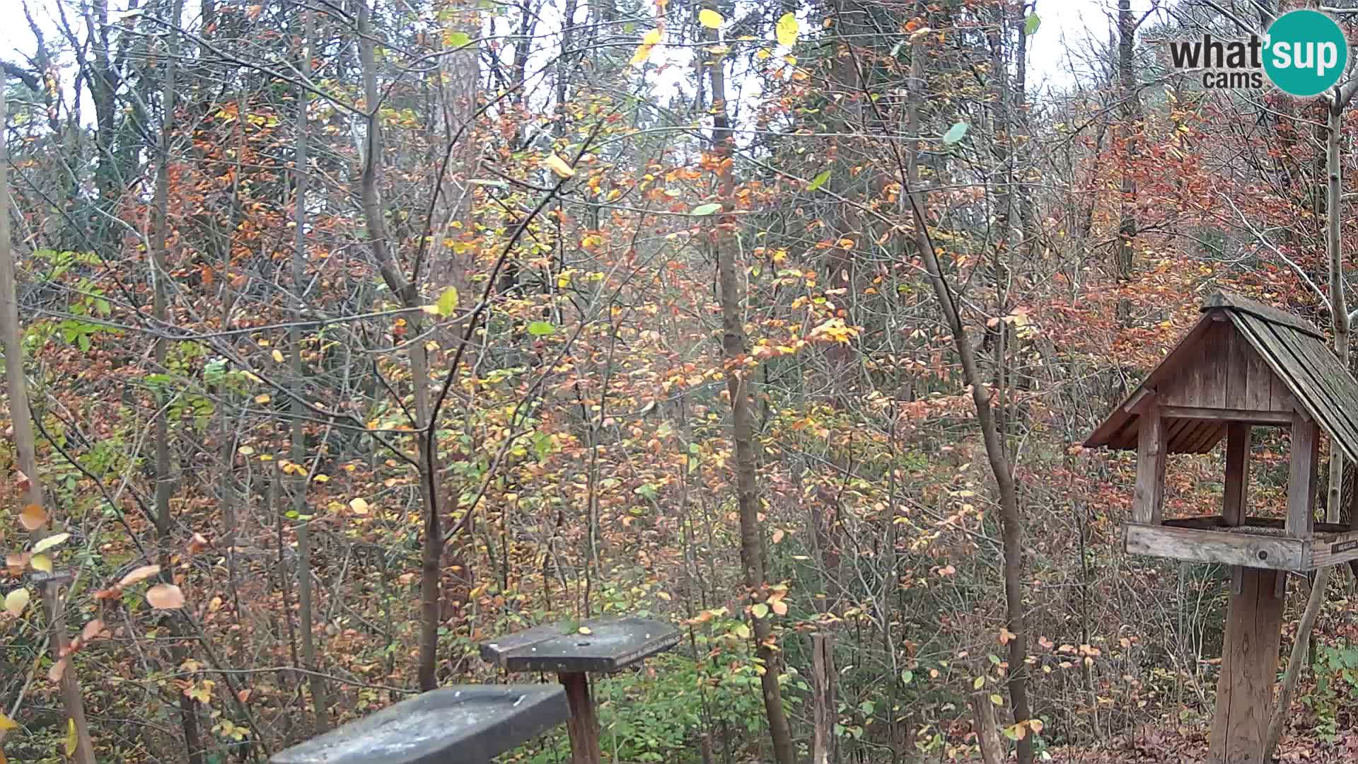 Vogelfutterhäuschen im ZOO webcam Ljubljana