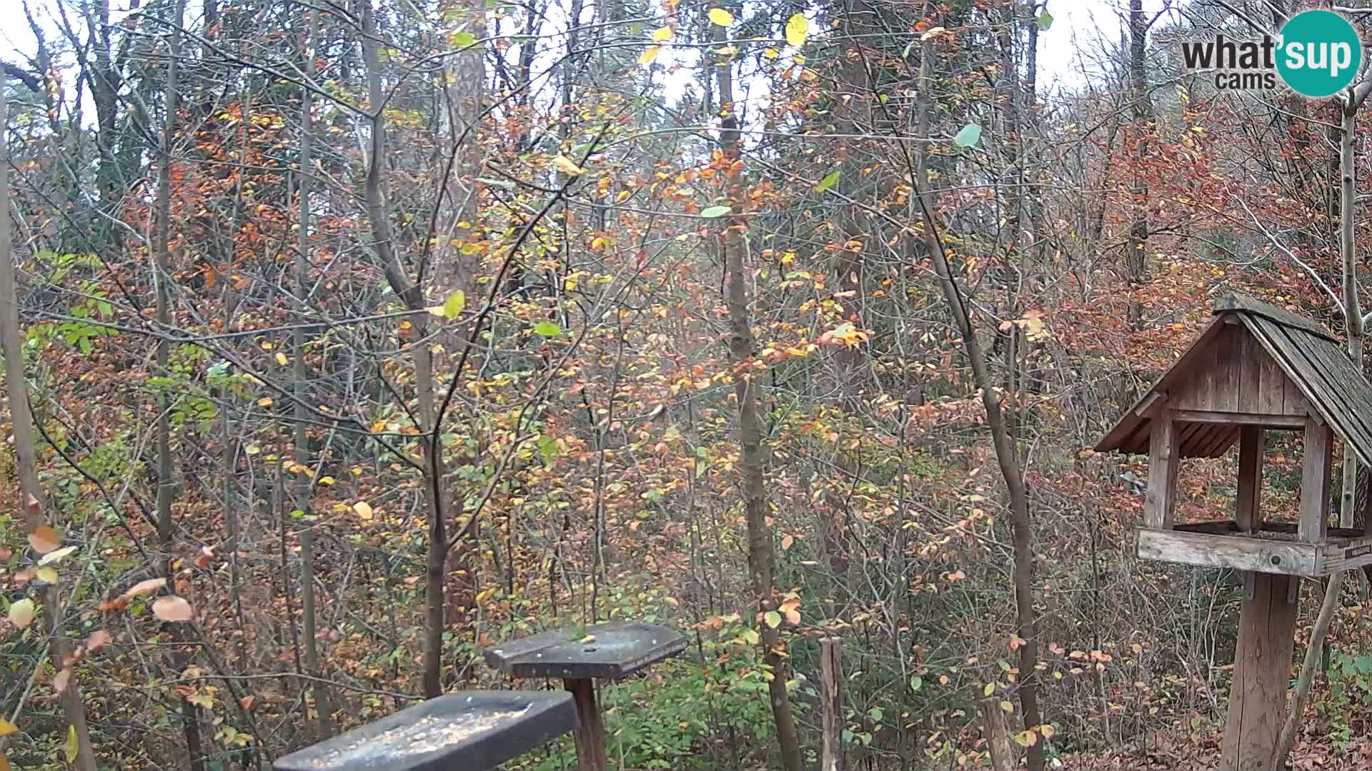 Mangeoires pour oiseaux au ZOO live webcam Ljubljana