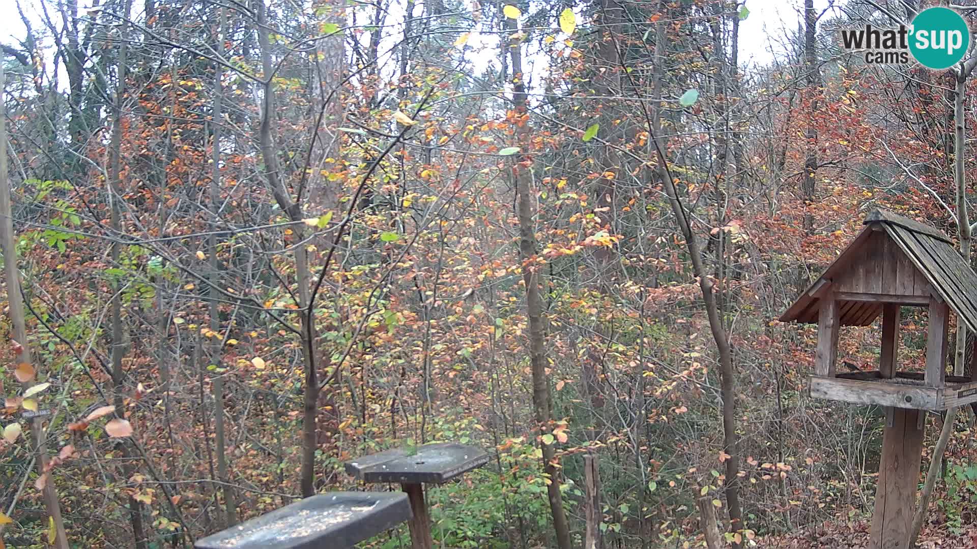 Hranilice za ptice u ZOO web kamera Ljubljana