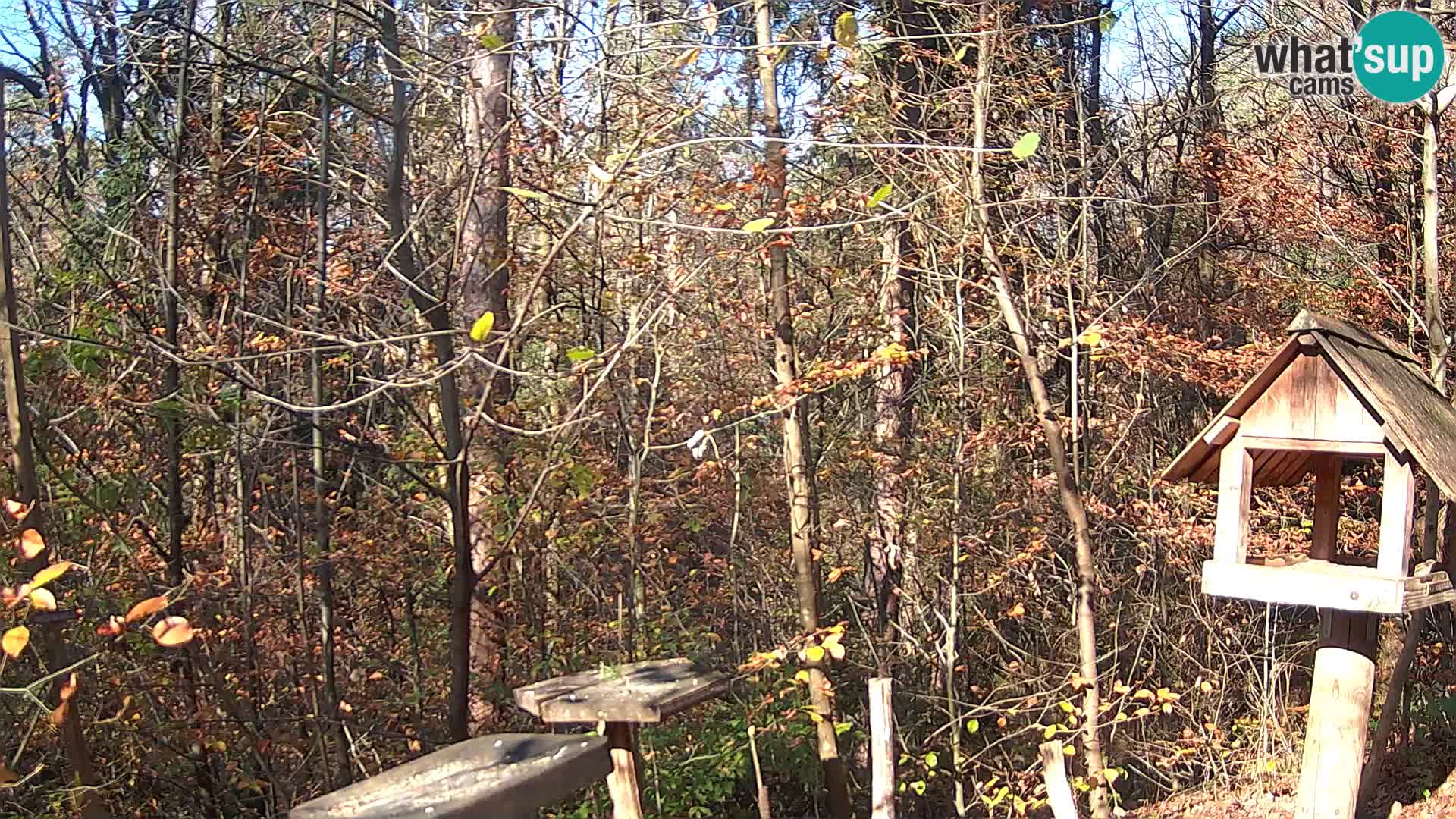 Hranilice za ptice u ZOO web kamera Ljubljana