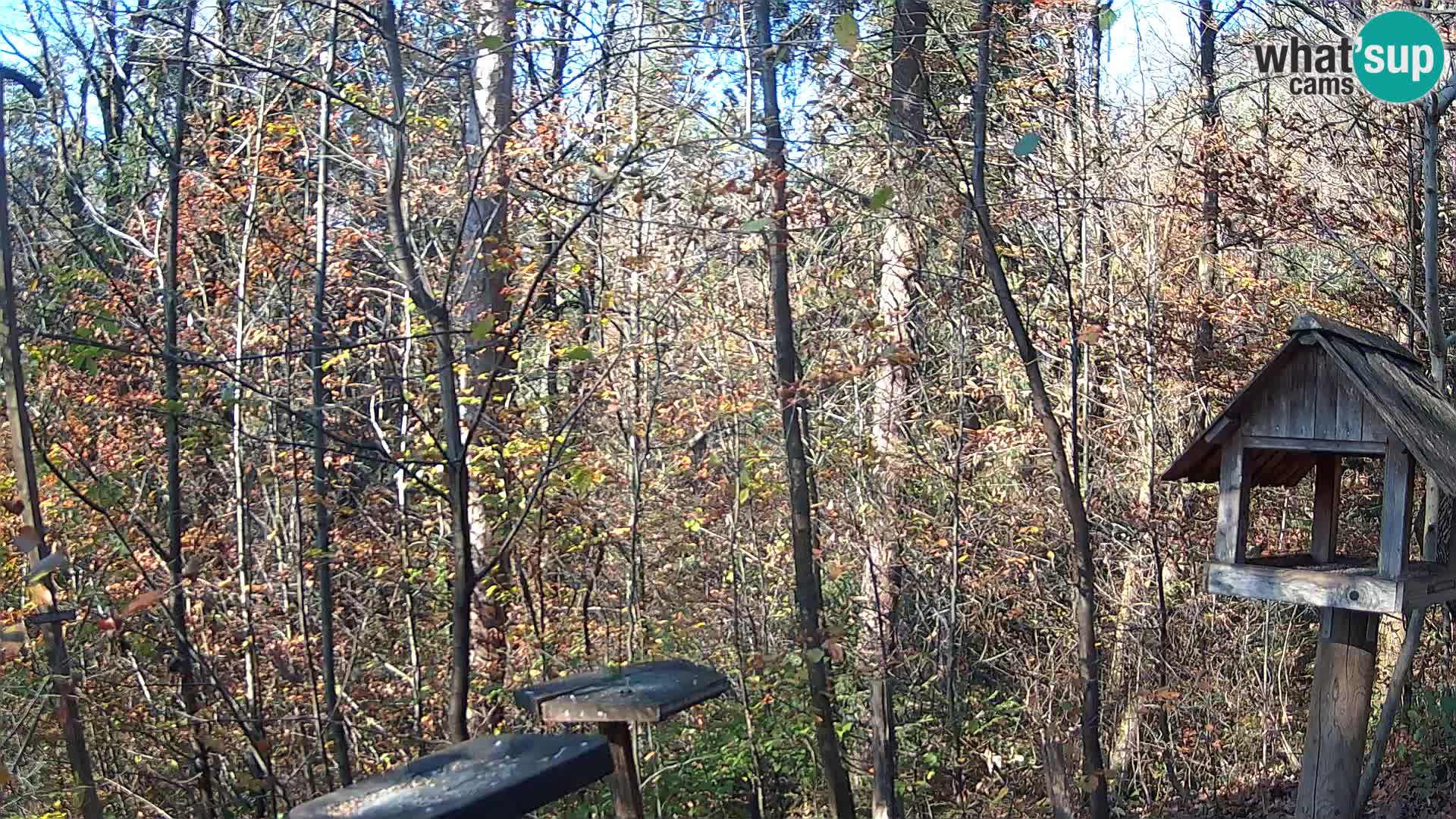 Comederos para pájaros en ZOO Ljubljana camera en vivo