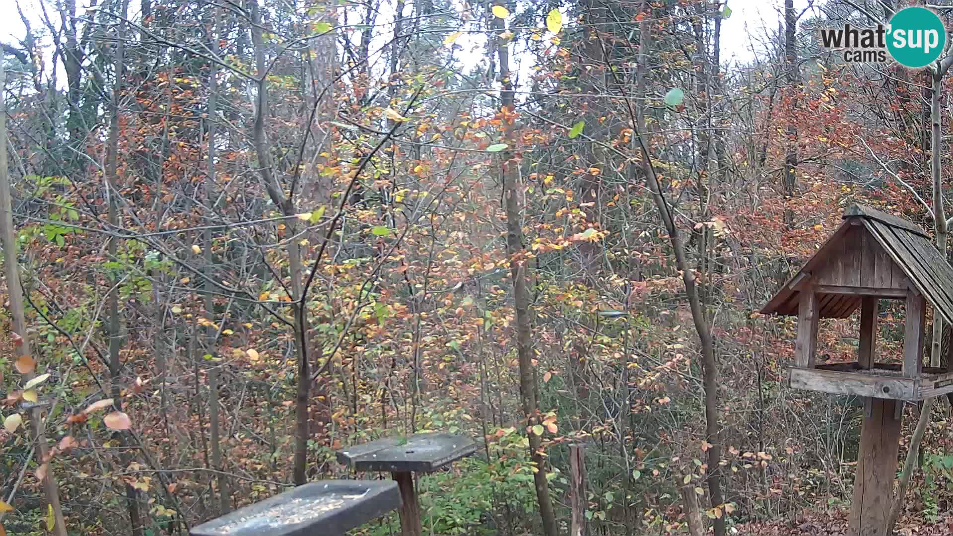 Krmilnice za ptiče v ZOO Ljubljana spletna kamera