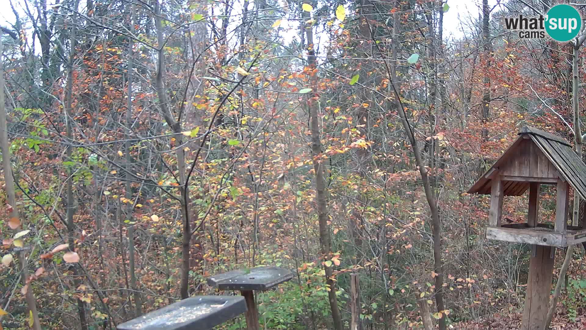 Mangeoires pour oiseaux au ZOO live webcam Ljubljana