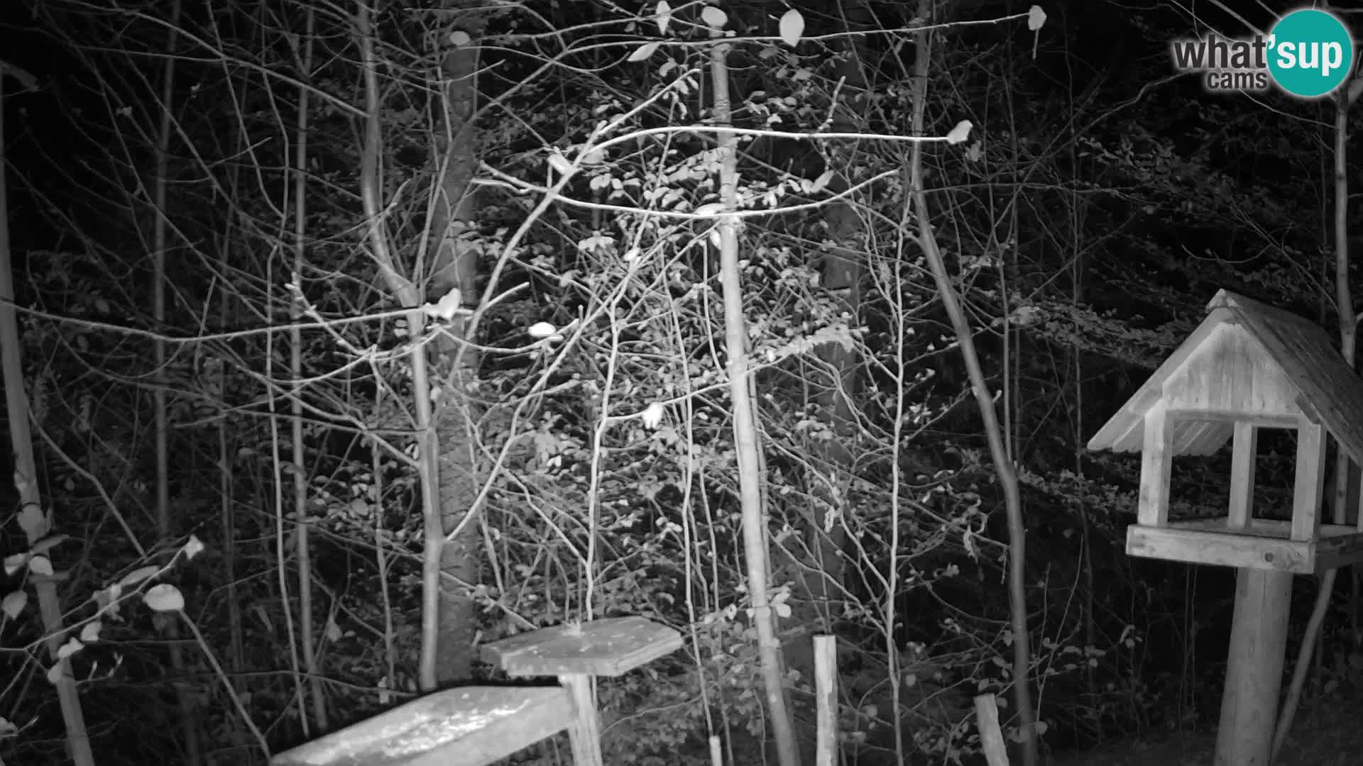 Comederos para pájaros en ZOO Ljubljana camera en vivo