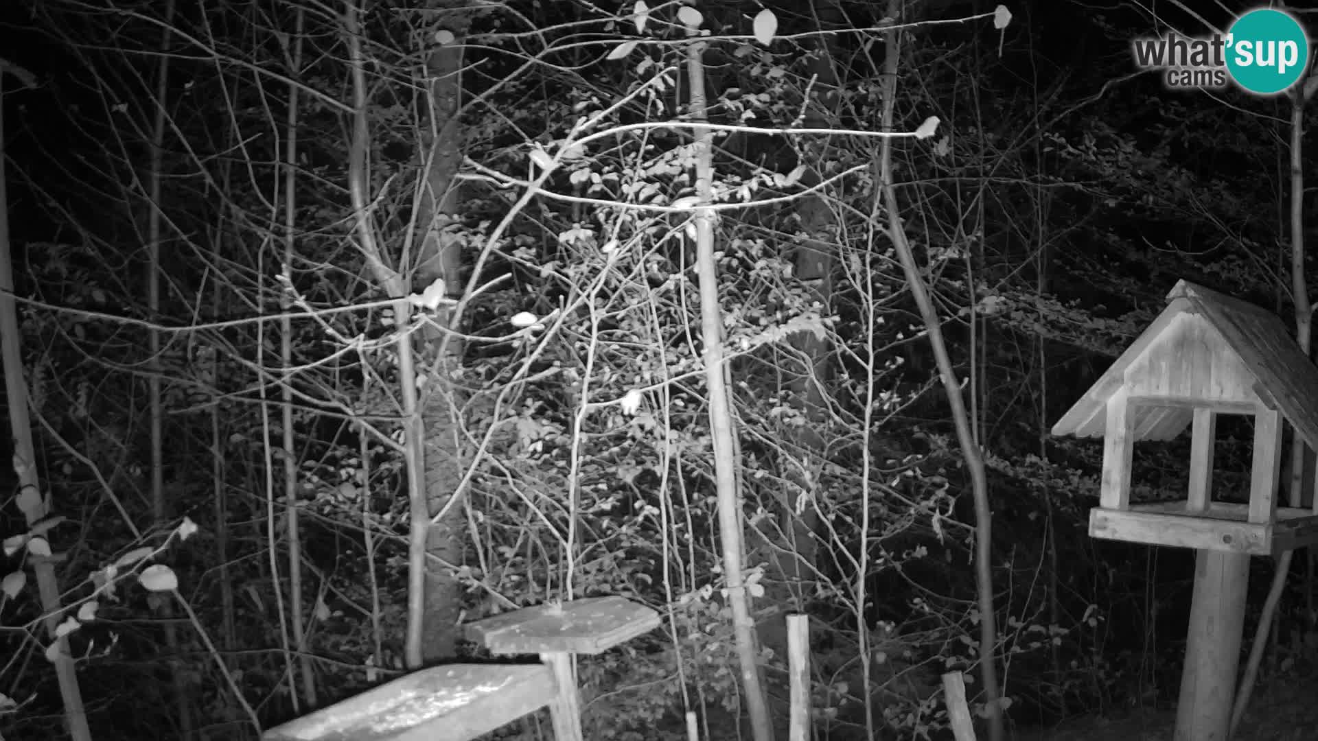 Hranilice za ptice u ZOO web kamera Ljubljana