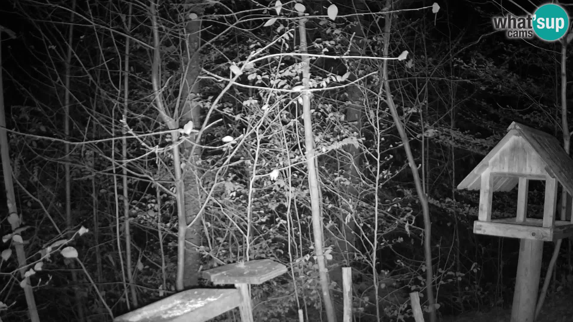 Bird feeders at ZOO Ljubljana webcam