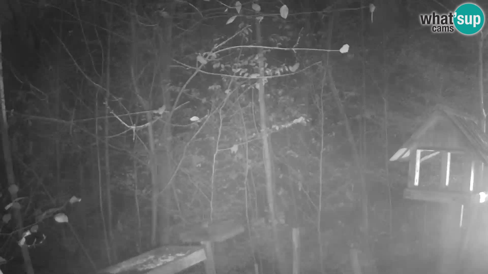 Mangeoires pour oiseaux au ZOO live webcam Ljubljana