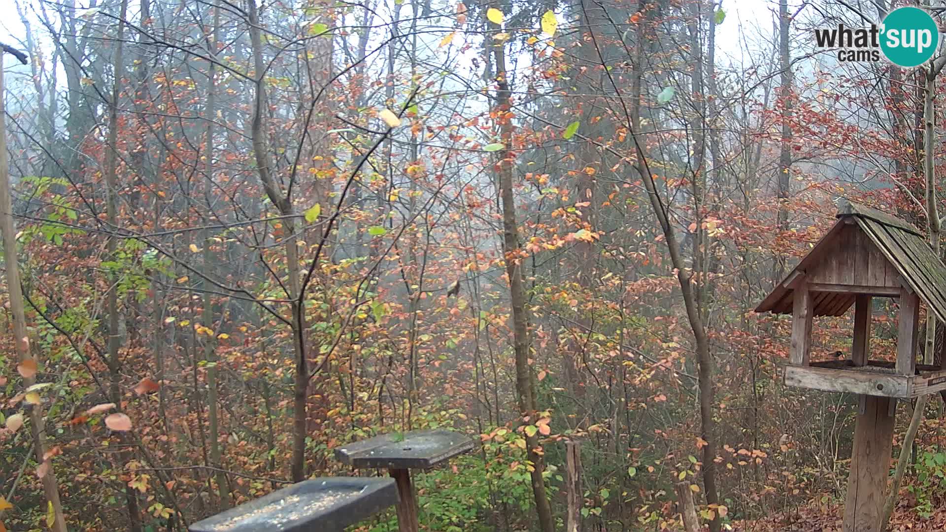 Mangeoires pour oiseaux au ZOO live webcam Ljubljana