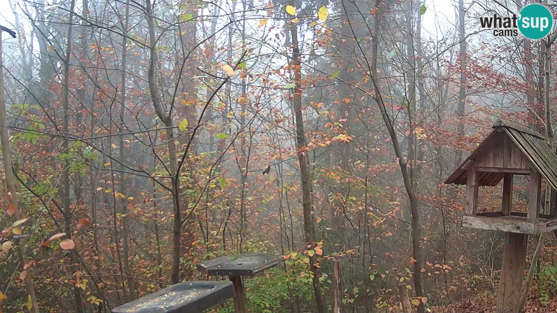 Krmilnice za ptiče v ZOO Ljubljana spletna kamera