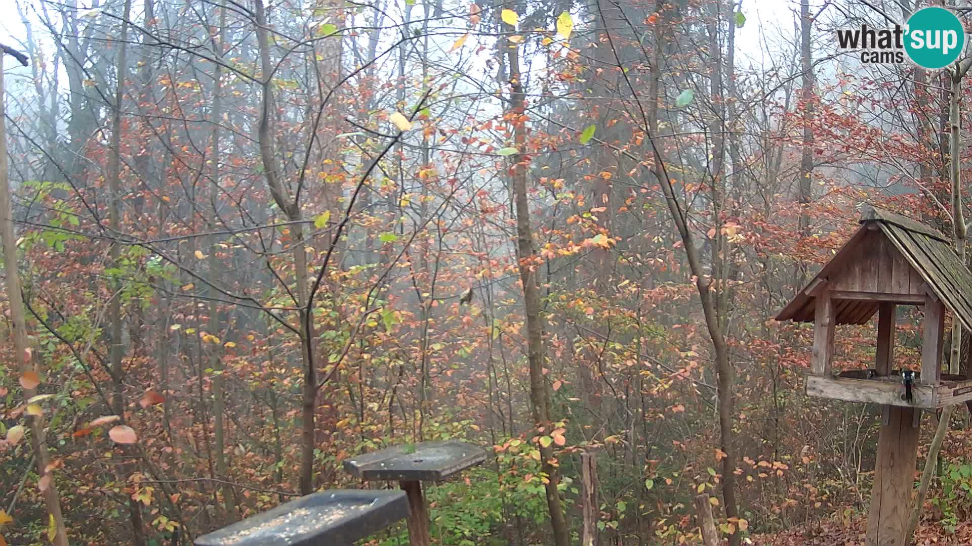 Comederos para pájaros en ZOO Ljubljana camera en vivo