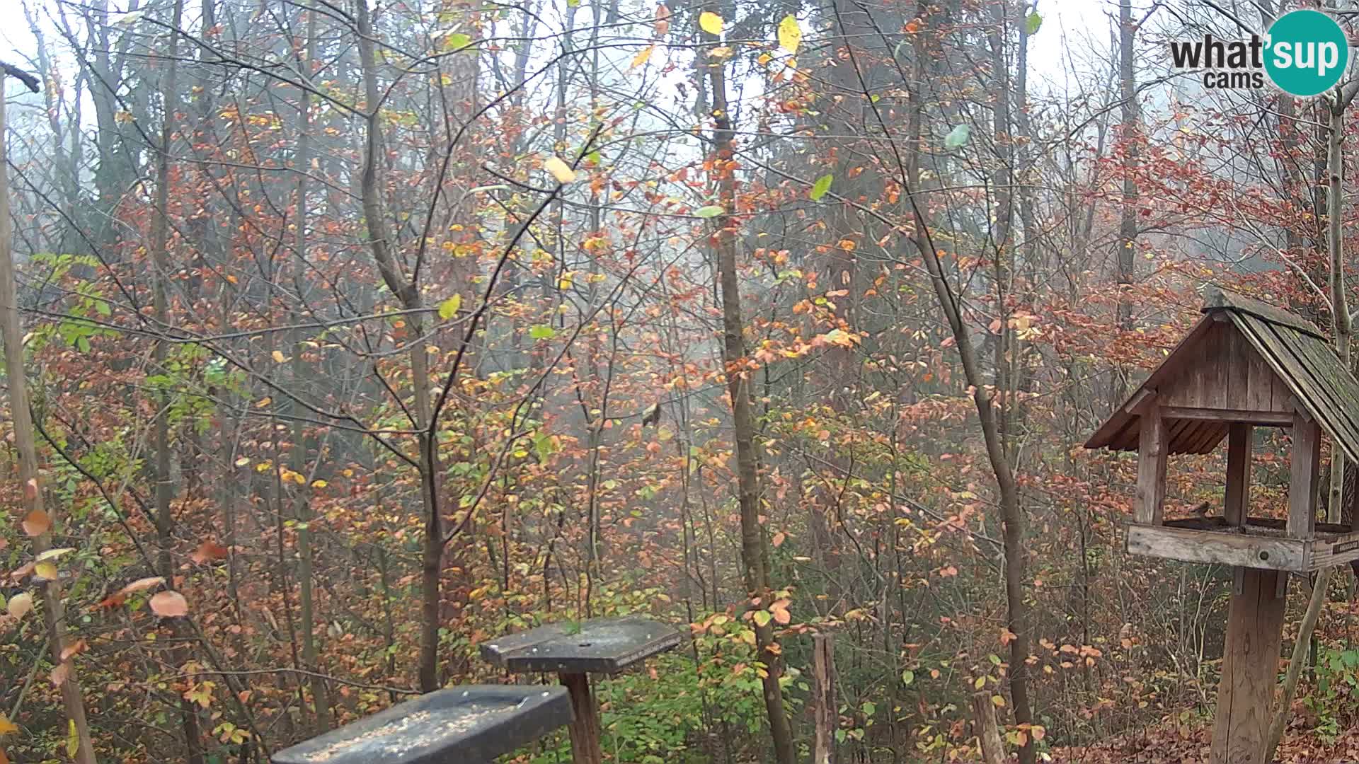 Hranilice za ptice u ZOO web kamera Ljubljana