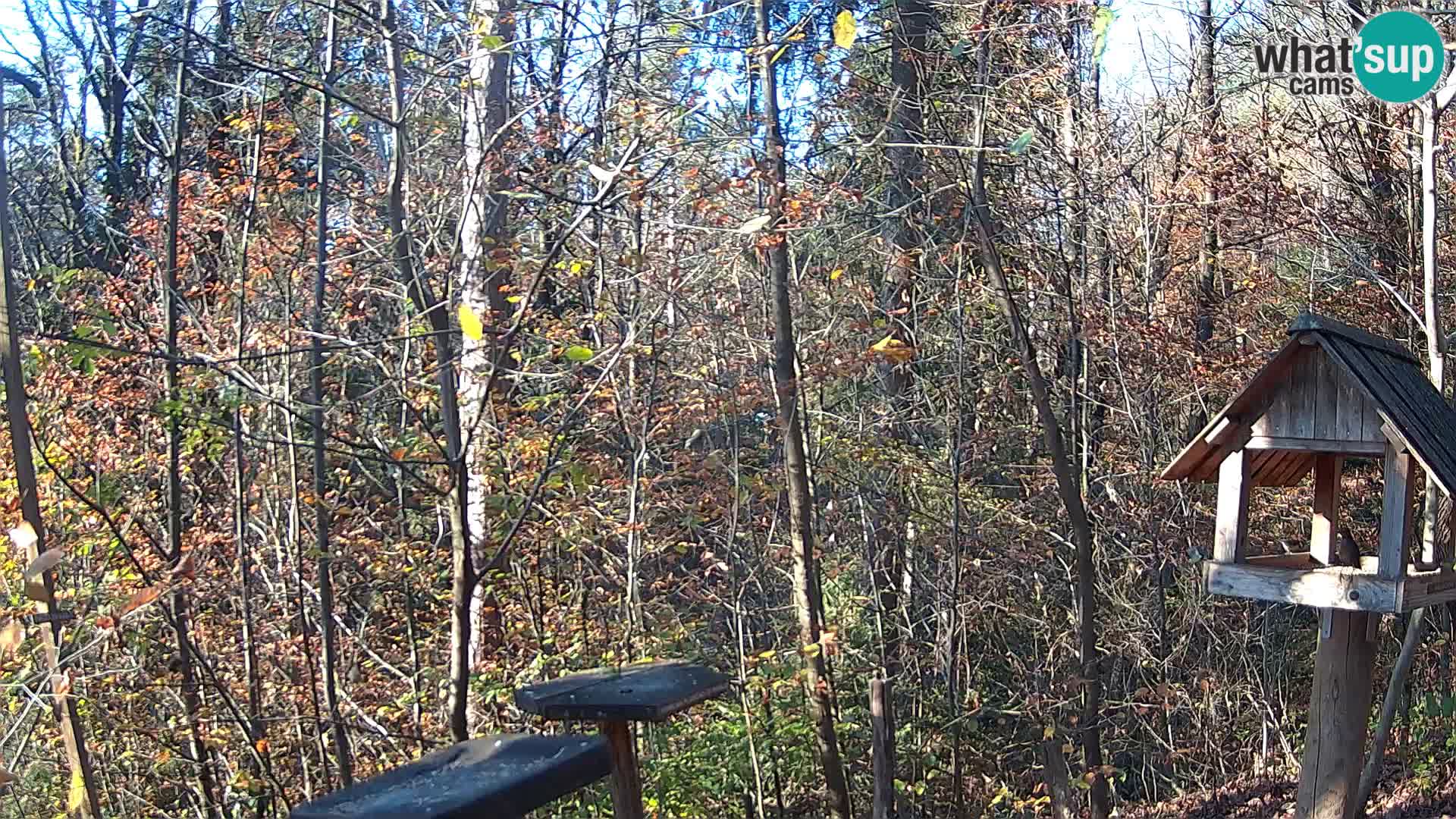 Krmilnice za ptiče v ZOO Ljubljana spletna kamera