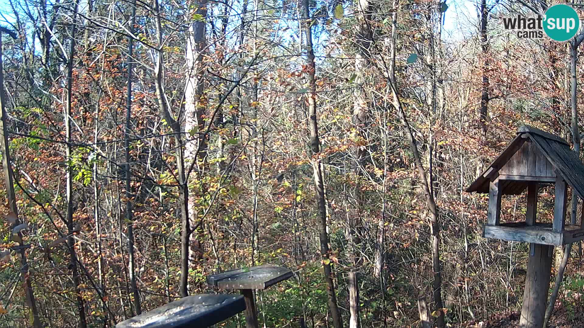 Bird feeders at ZOO Ljubljana webcam