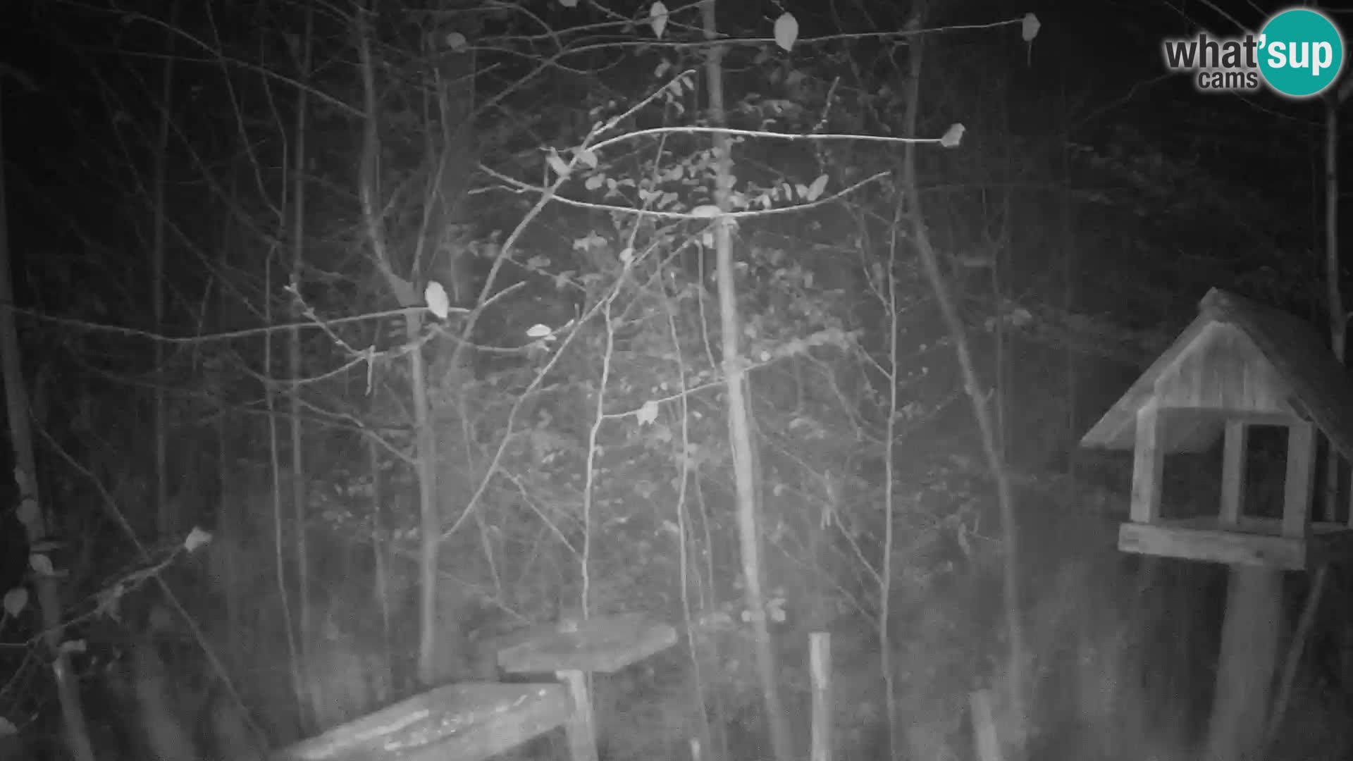 Hranilice za ptice u ZOO web kamera Ljubljana