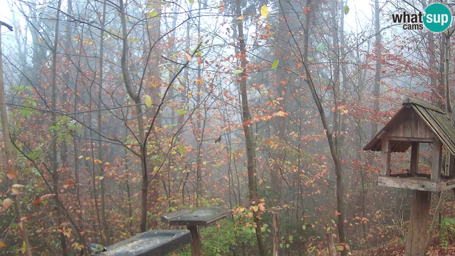 Hranilice za ptice u ZOO web kamera Ljubljana