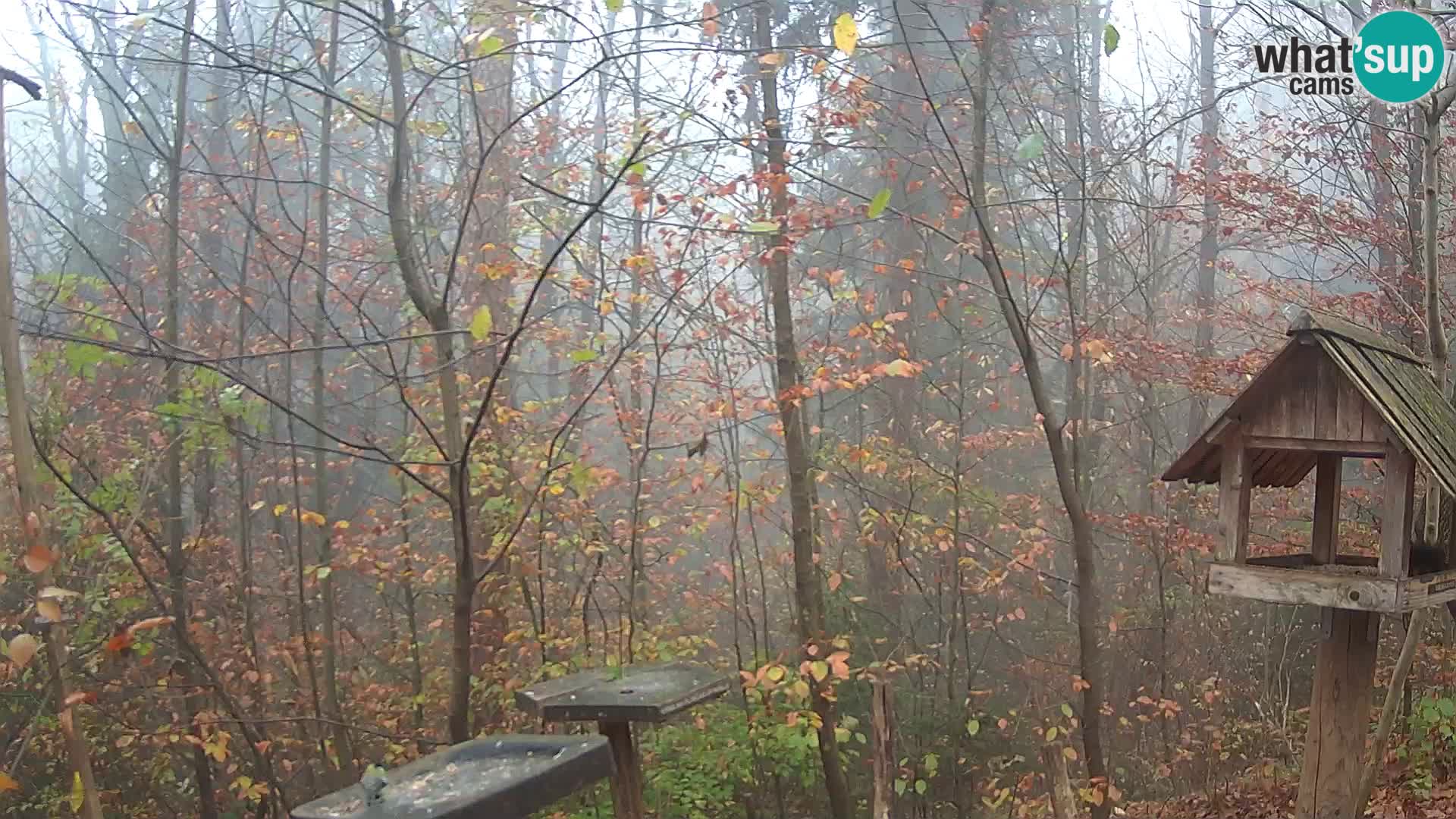 Vogelfutterhäuschen im ZOO webcam Ljubljana