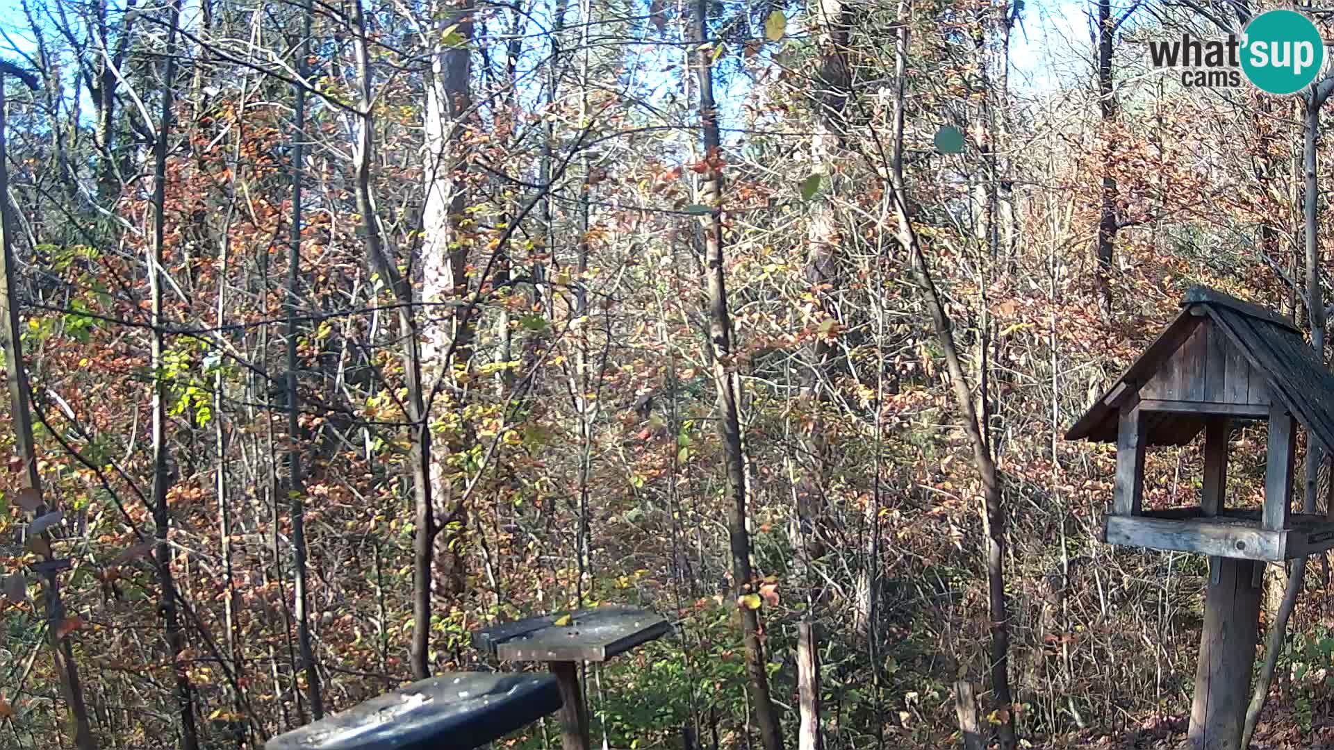 Krmilnice za ptiče v ZOO Ljubljana spletna kamera