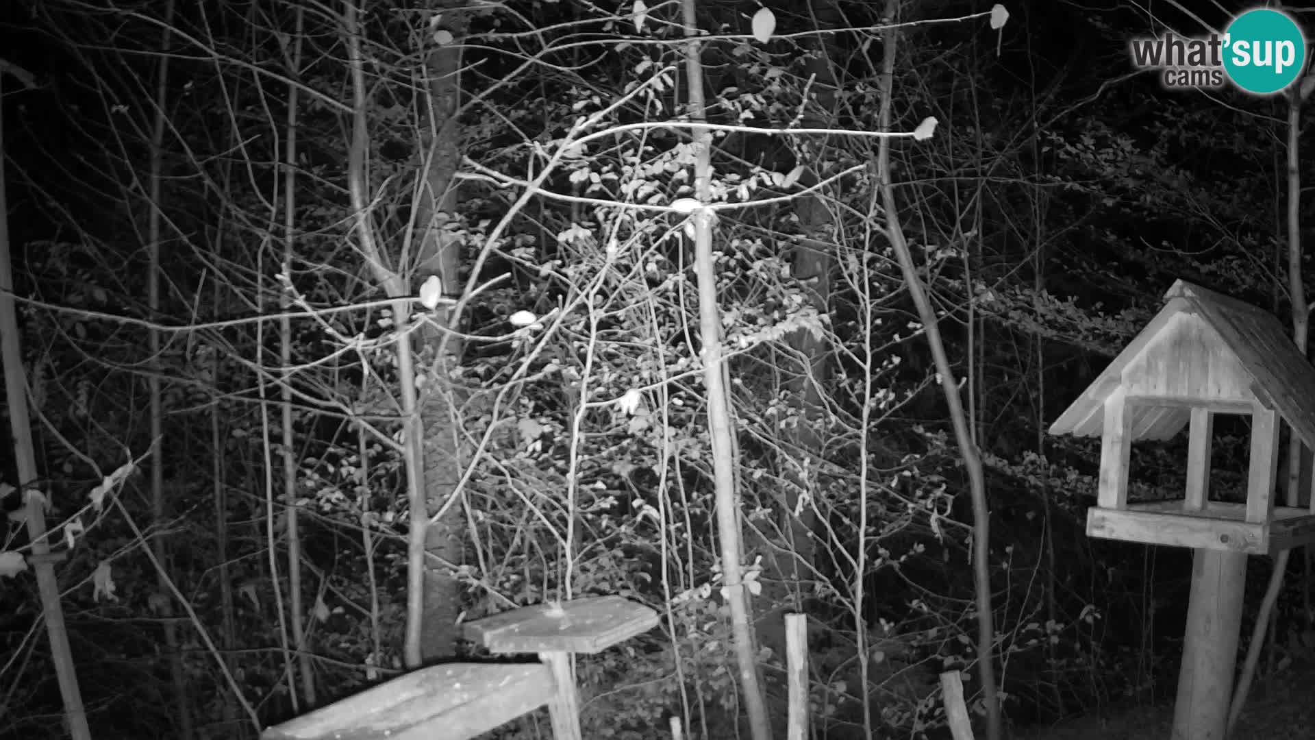 Bird feeders at ZOO Ljubljana webcam