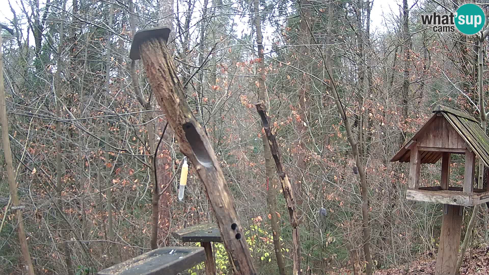 Bird feeders at ZOO Ljubljana webcam