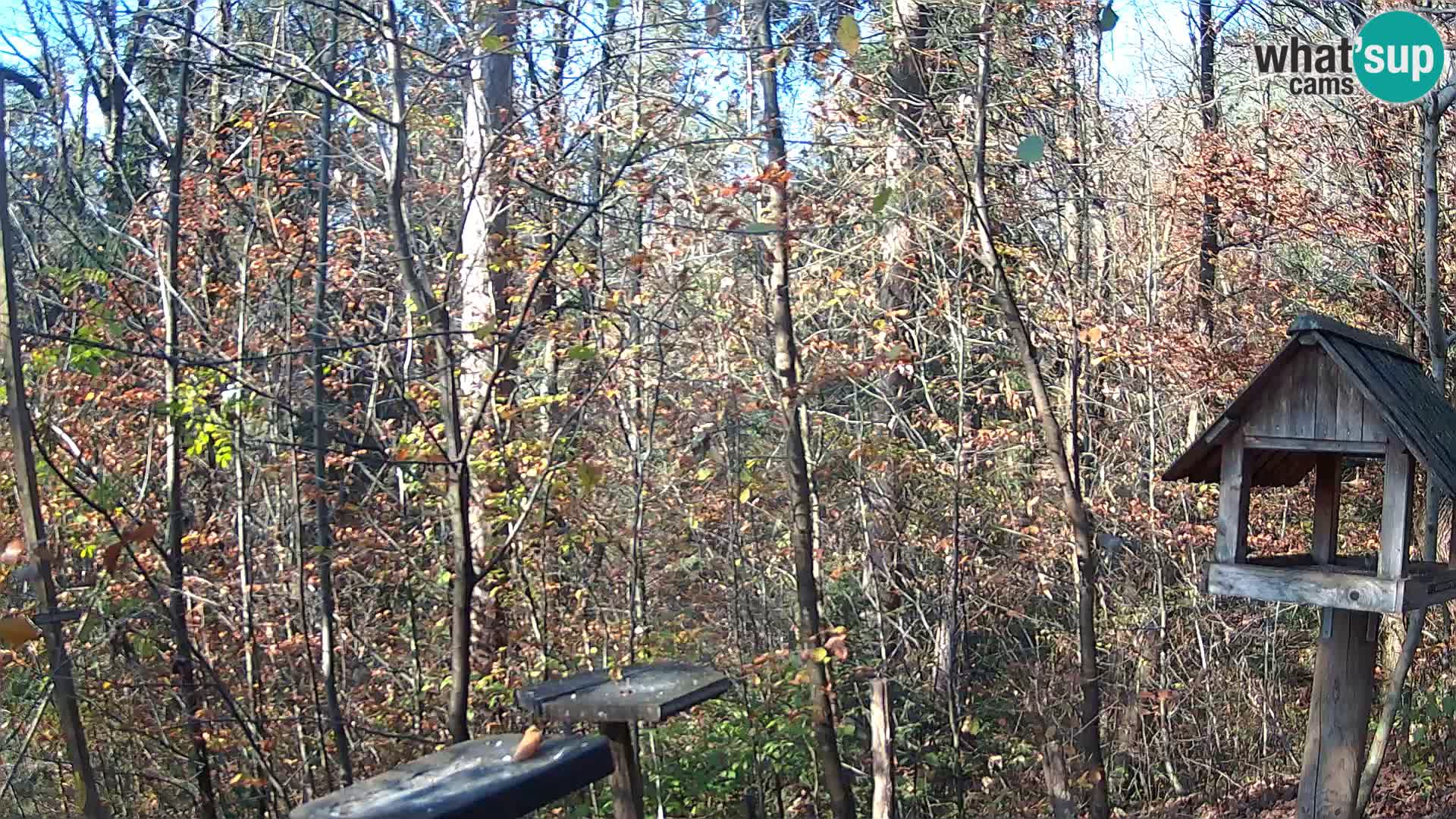 Mangiatoie per uccelli allo ZOO di Lubiana livecam