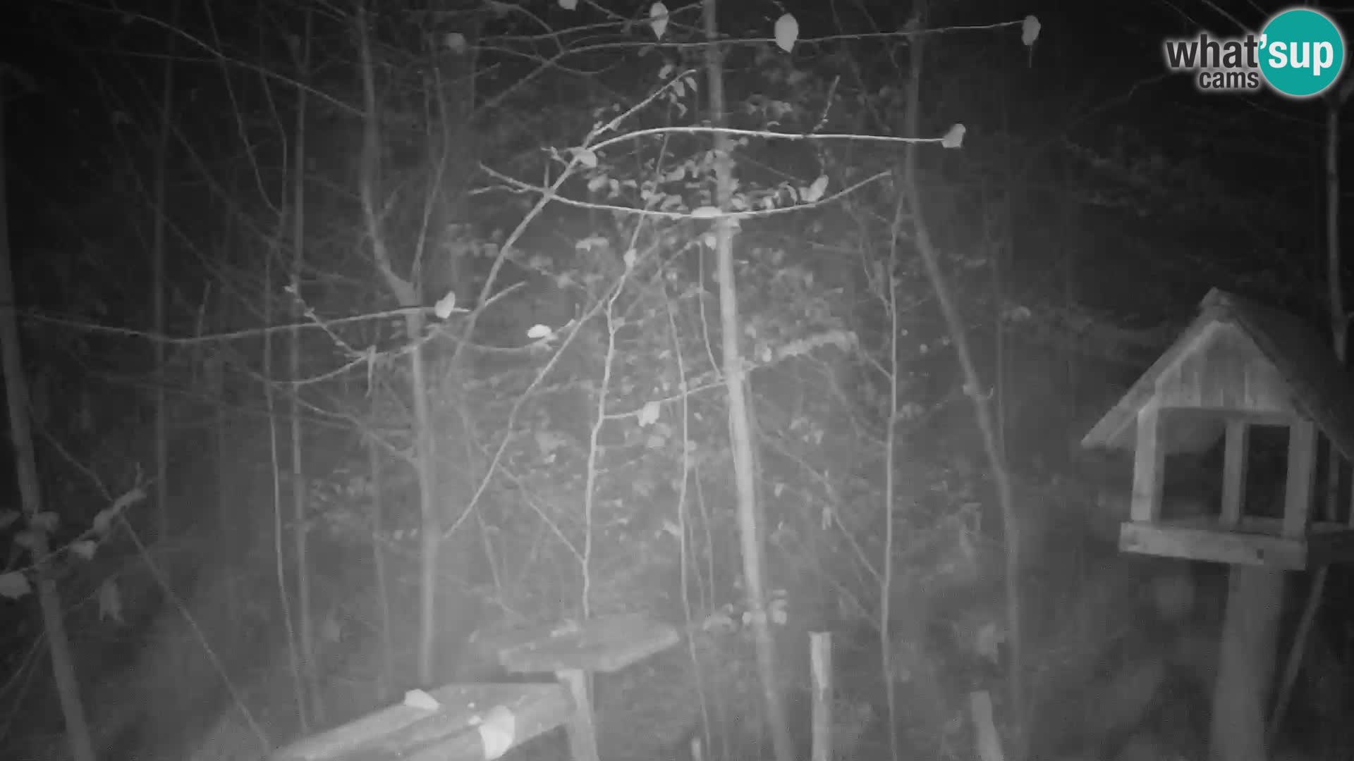 Mangiatoie per uccelli allo ZOO di Lubiana livecam