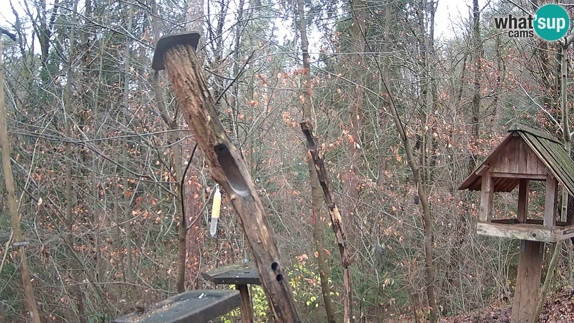 Mangiatoie per uccelli allo ZOO di Lubiana livecam