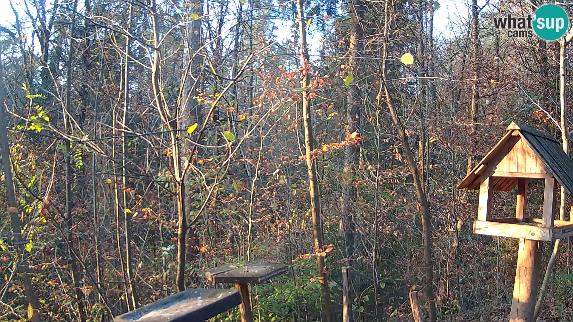 Hranilice za ptice u ZOO web kamera Ljubljana