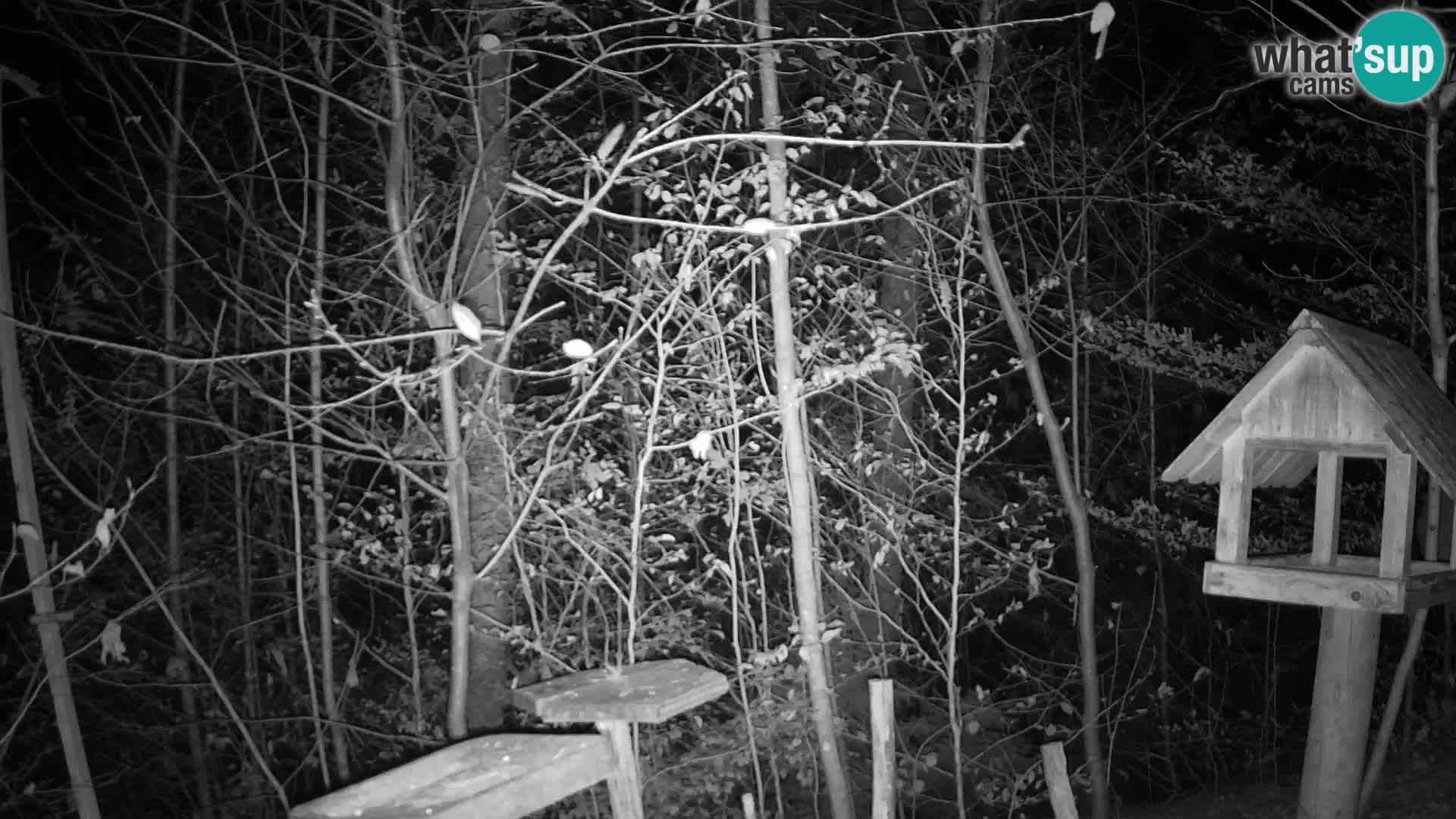 Mangeoires pour oiseaux au ZOO live webcam Ljubljana