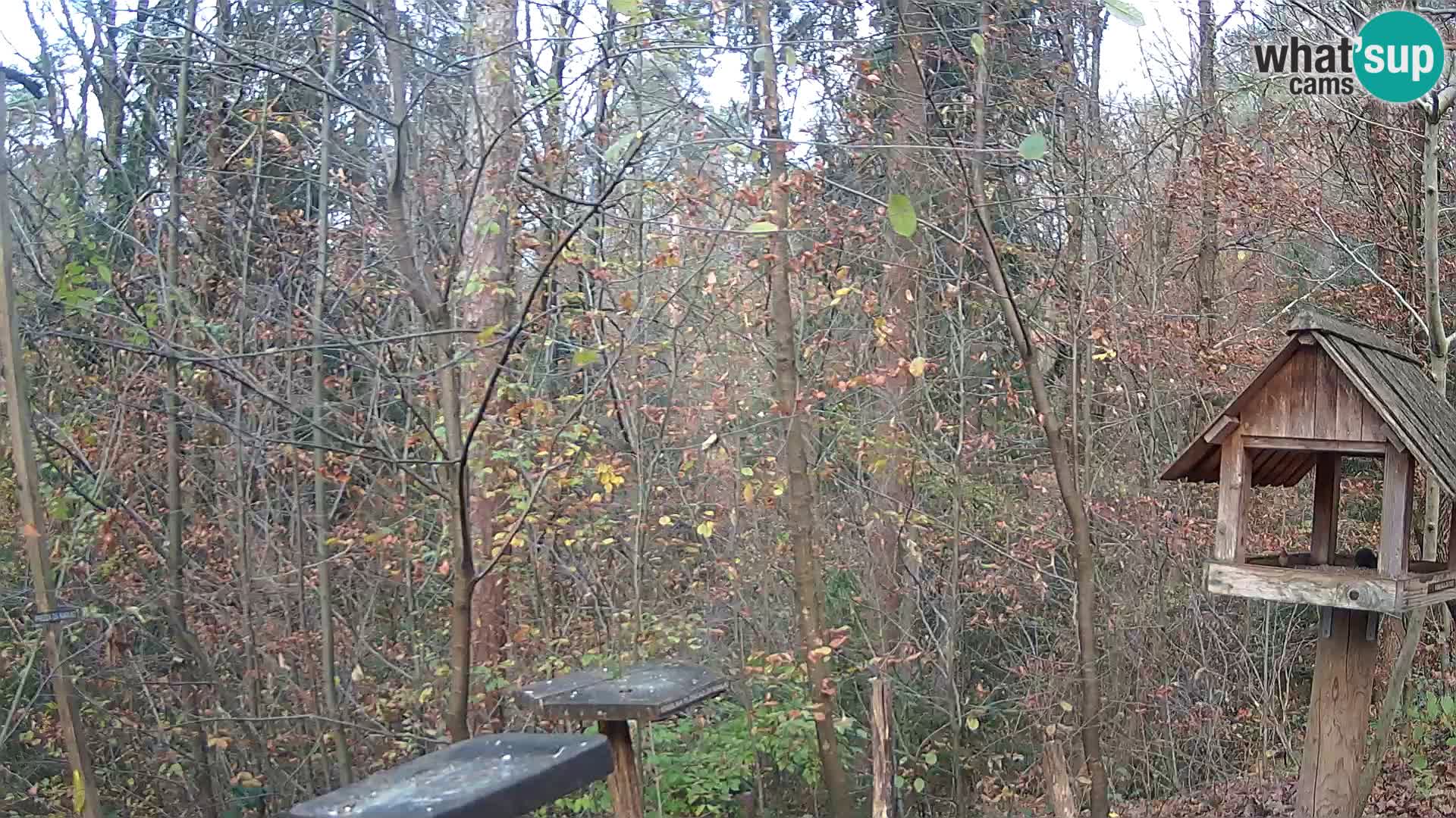 Hranilice za ptice u ZOO web kamera Ljubljana