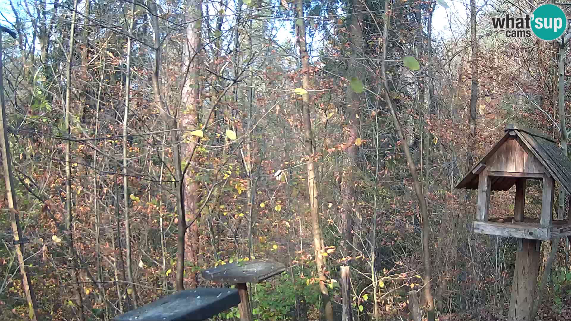 Hranilice za ptice u ZOO web kamera Ljubljana