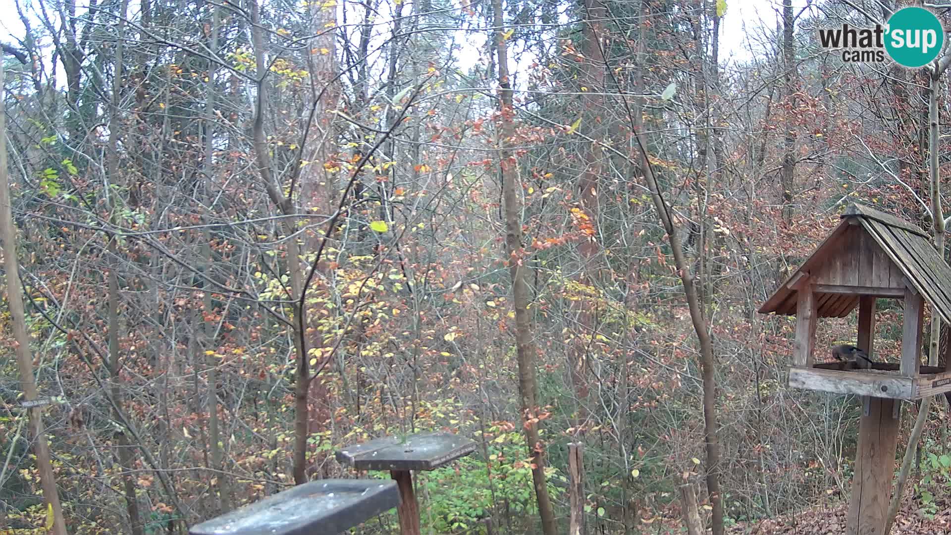 Vogelfutterhäuschen im ZOO webcam Ljubljana