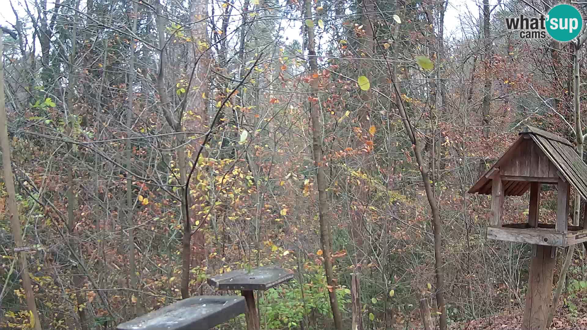 Comederos para pájaros en ZOO Ljubljana camera en vivo