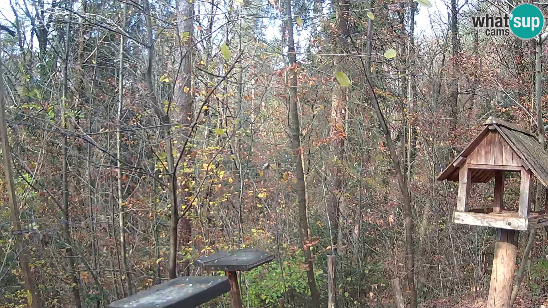 Hranilice za ptice u ZOO web kamera Ljubljana