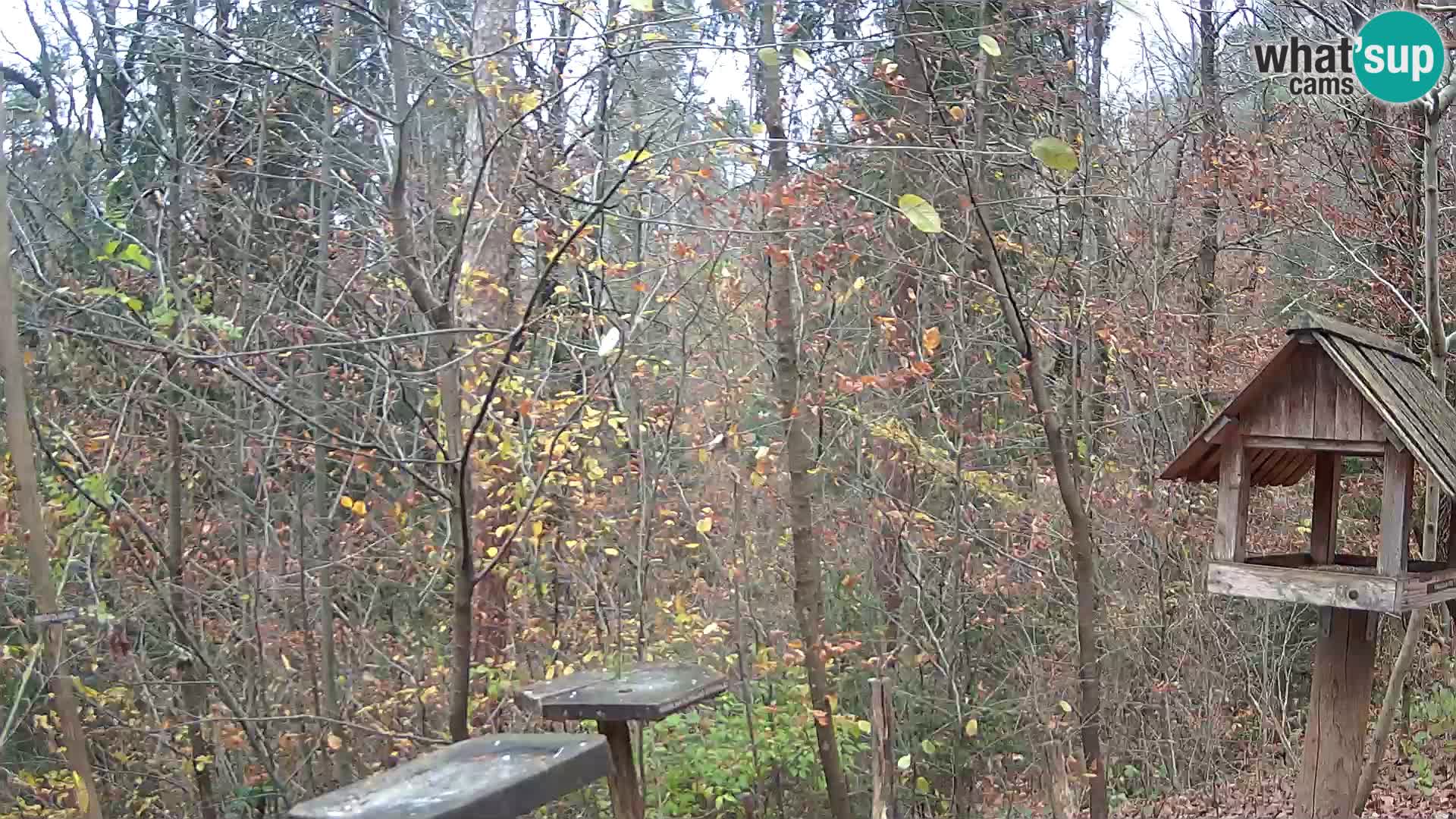 Hranilice za ptice u ZOO web kamera Ljubljana