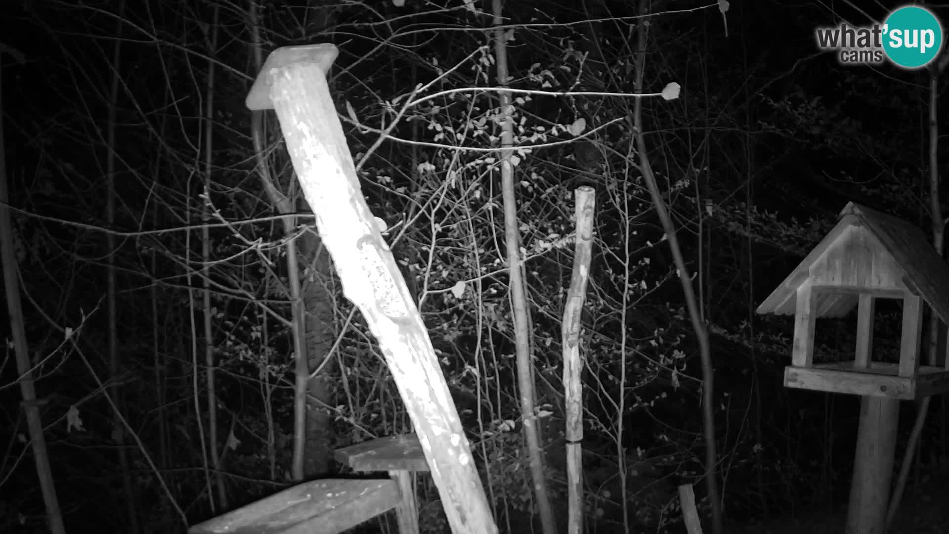 Hranilice za ptice u ZOO web kamera Ljubljana