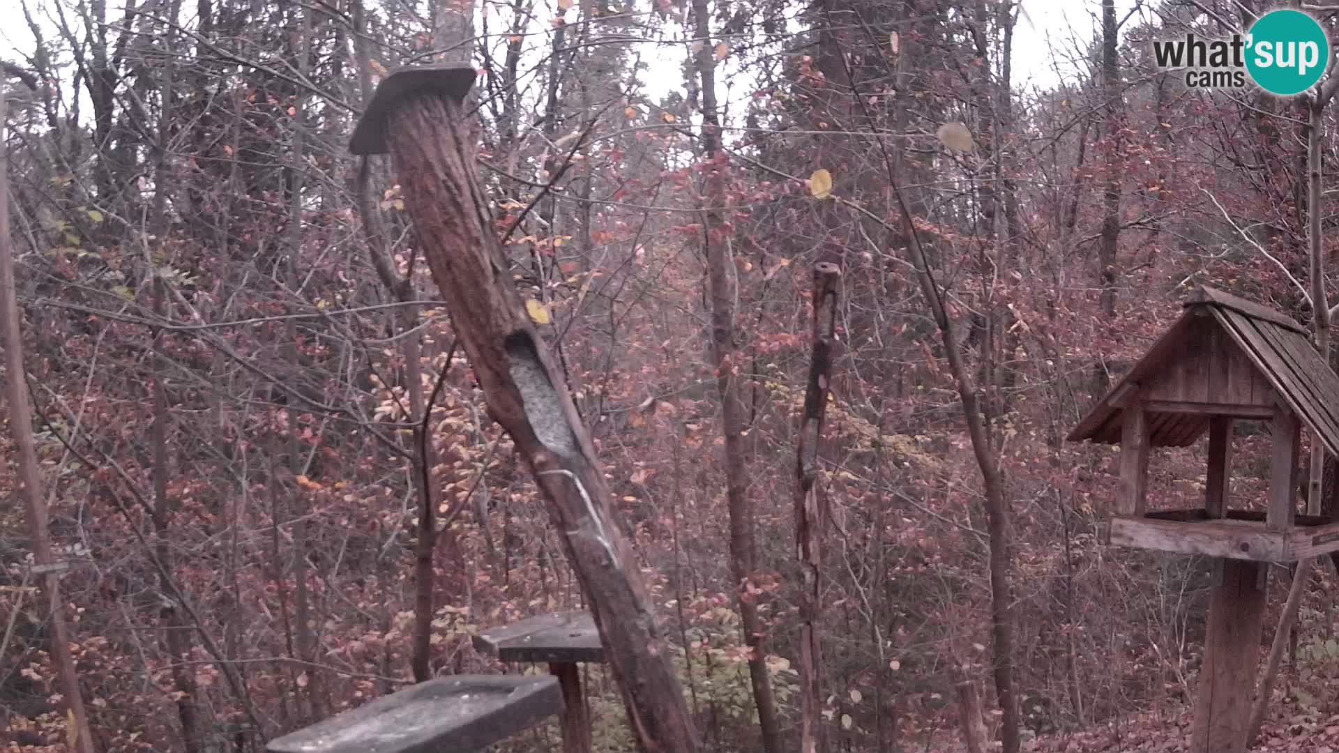 Bird feeders at ZOO Ljubljana webcam
