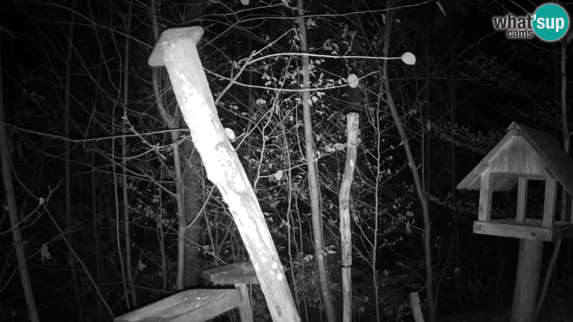 Bird feeders at ZOO Ljubljana webcam