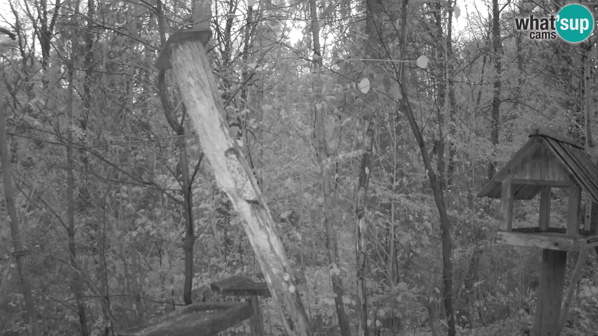 Vogelfutterhäuschen im ZOO webcam Ljubljana