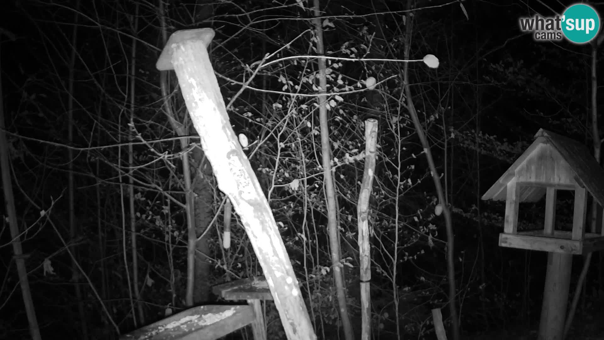 Bird feeders at ZOO Ljubljana webcam