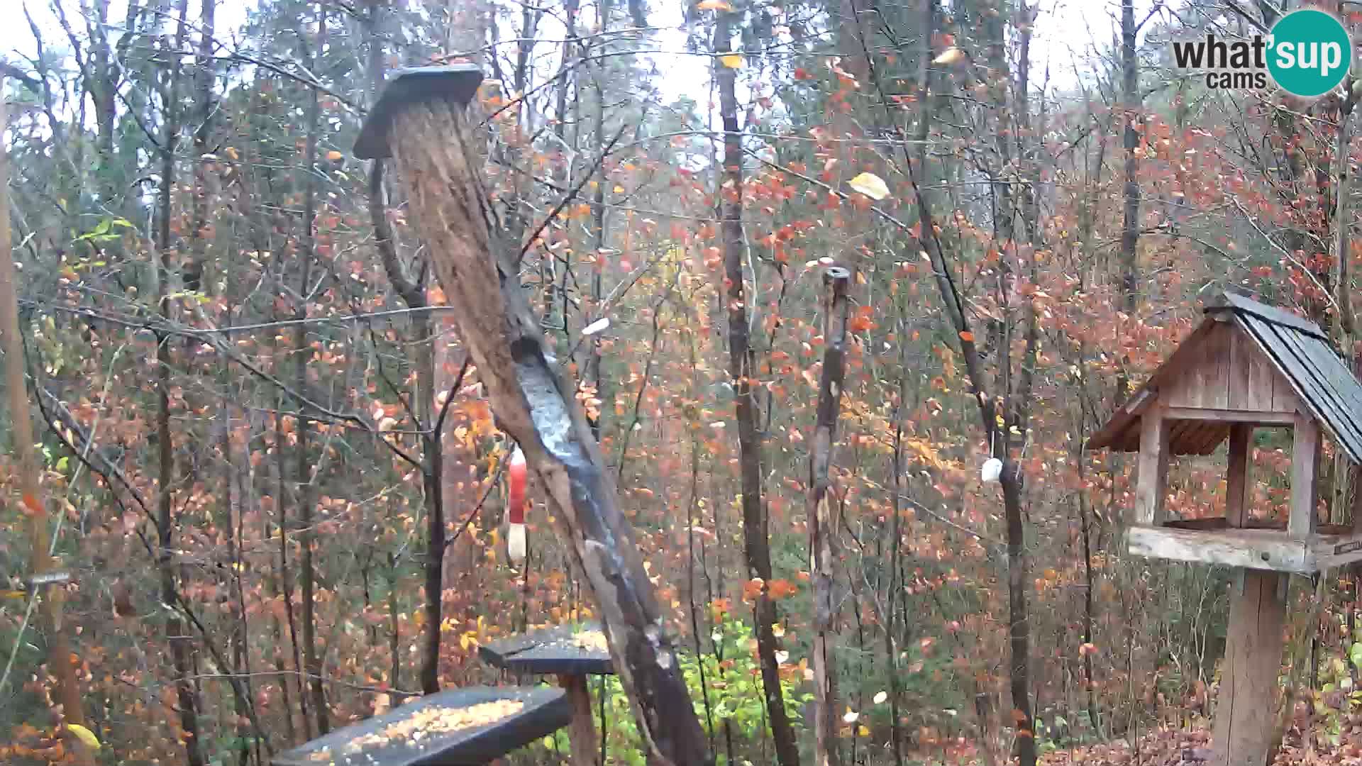 Hranilice za ptice u ZOO web kamera Ljubljana