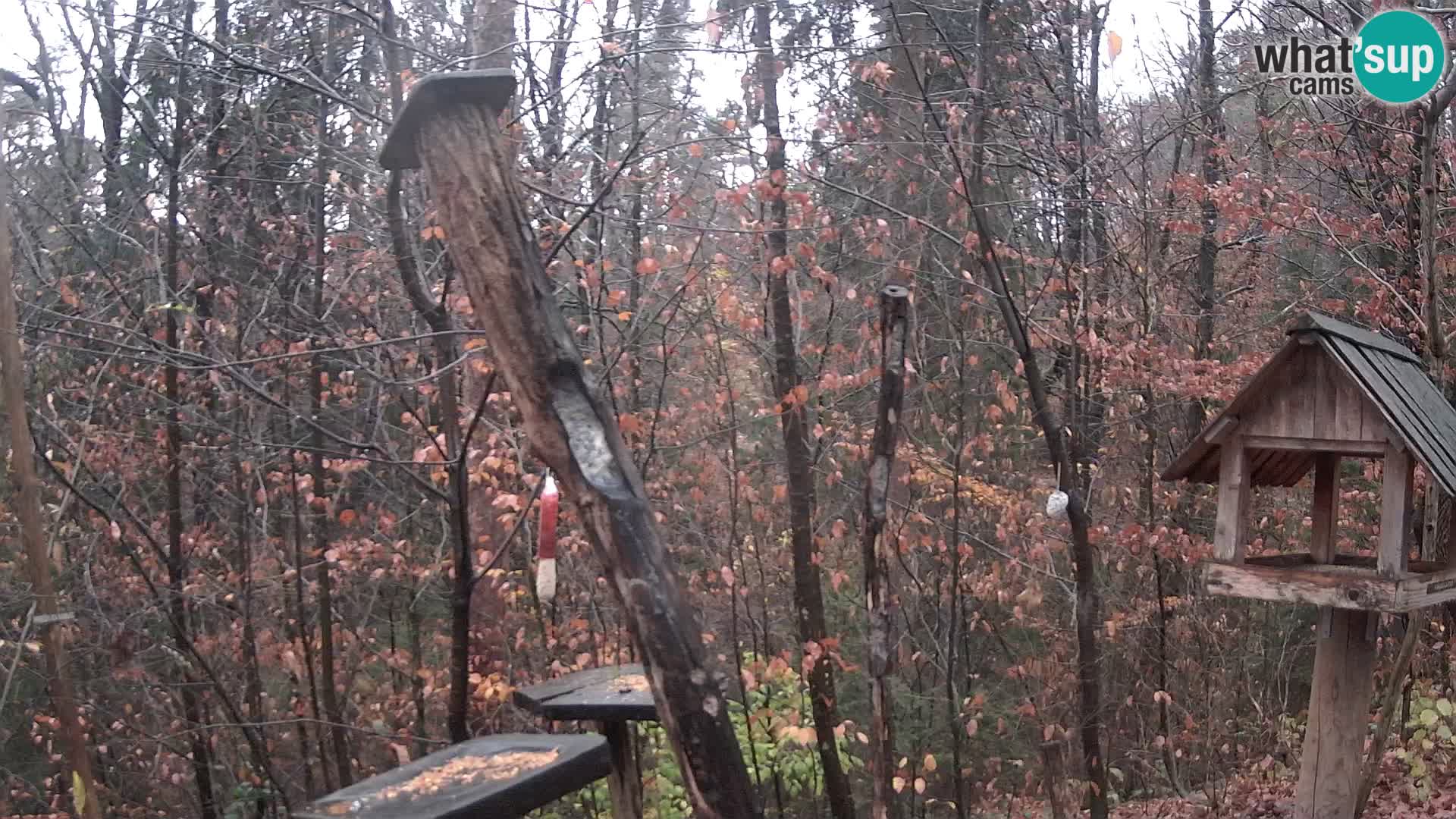 Mangiatoie per uccelli allo ZOO di Lubiana livecam