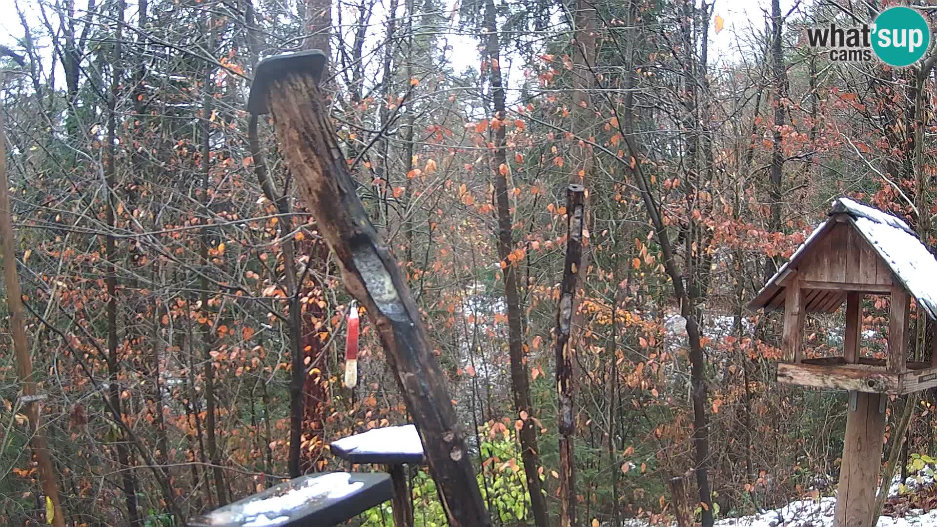 Comederos para pájaros en ZOO Ljubljana camera en vivo
